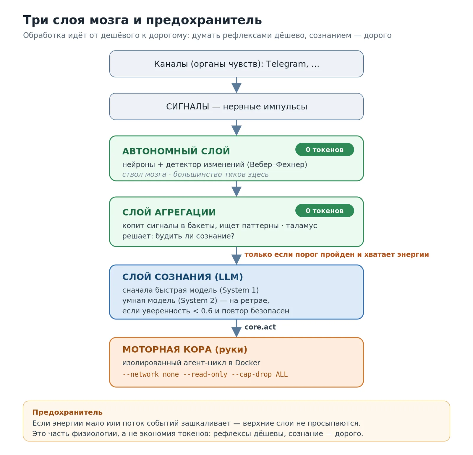 От органов чувств к рукам: дешёвые слои крутятся постоянно, сознание включается редко